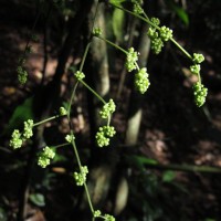 Cyclea peltata (Lam.) Hook.f. & Thomson